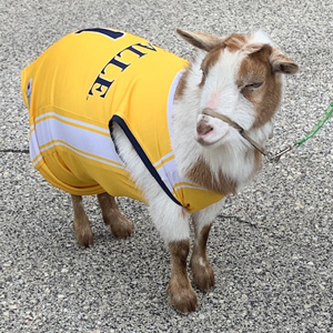 Image of a goat from the Philly Goat Project on the campus of La Salle University.