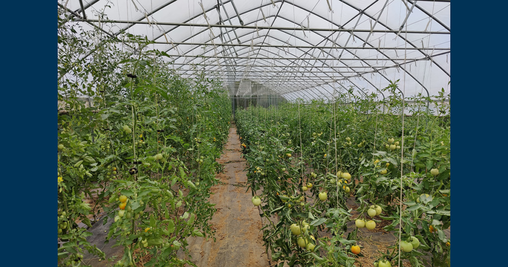 Crops being grown by Liz Wagner, '11, at Crooked Row Farm.